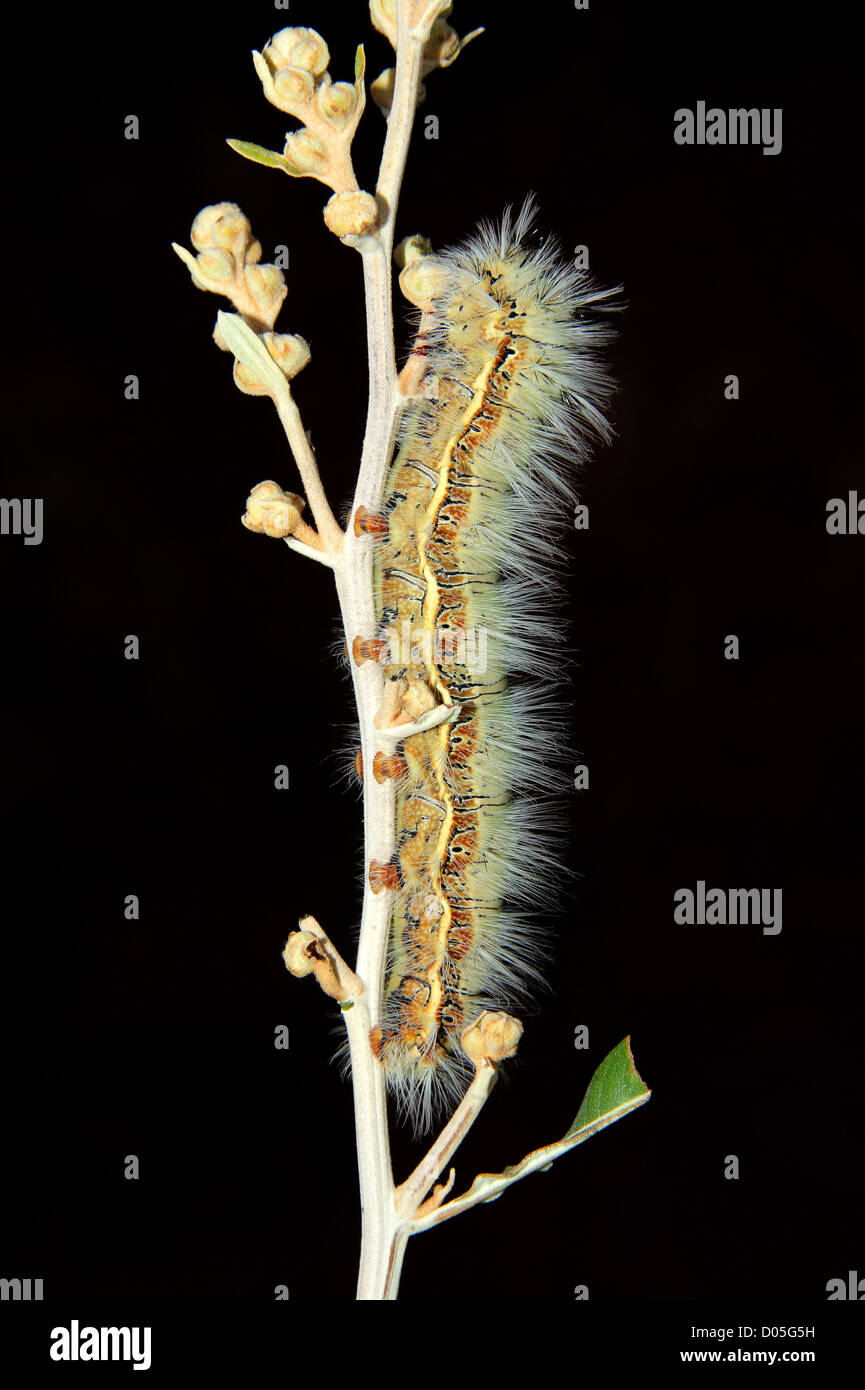 Hairy caterpillar sitting on a branch on black Stock Photo
