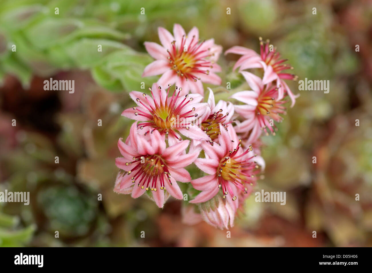 Flowers of a Sempervivum hybrid Stock Photo