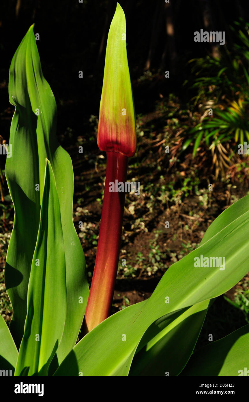 Crinum Lily (C.augustum) Stock Photo