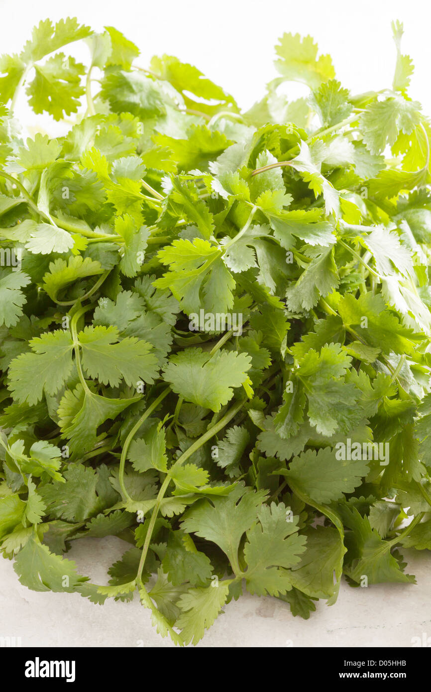 Coriander / cilantro Stock Photo Alamy