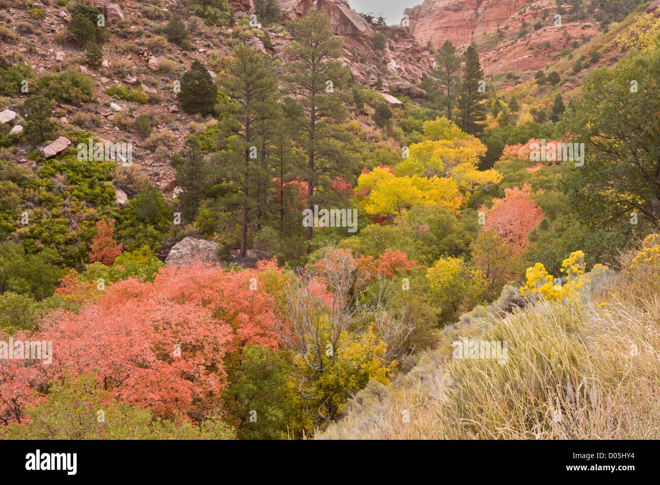 Mixed scrub and trees, including Canyon Maple, in autumn colours; side valley, Kolob Canyon, Zion National Park Stock Photo