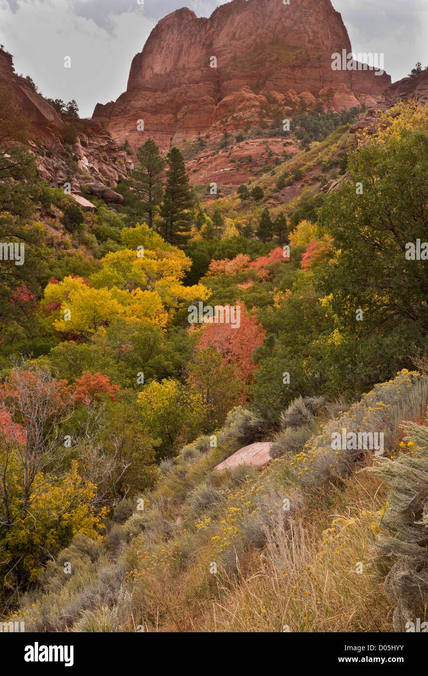Mixed scrub and trees, including Canyon Maple, in autumn colours; side