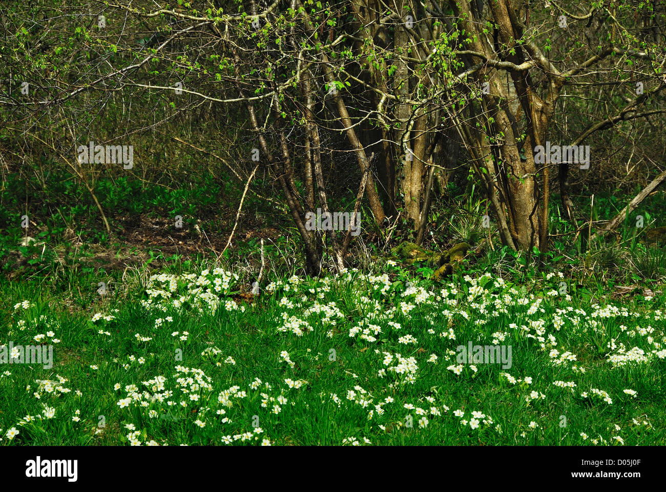 A glade of primroses in Great Breach Wood Somerset UK Stock Photo