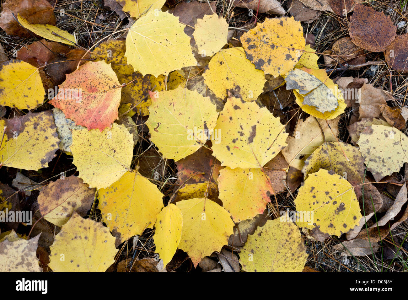Large-tooth, Big-tooth, or American aspen, Populus grandidentata, fallen leaves in autumn; in the Adirondack Mountains Stock Photo