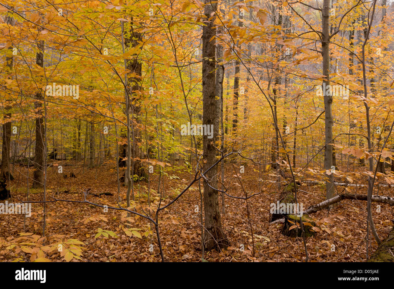 Mount marcy hi-res stock photography and images - Alamy