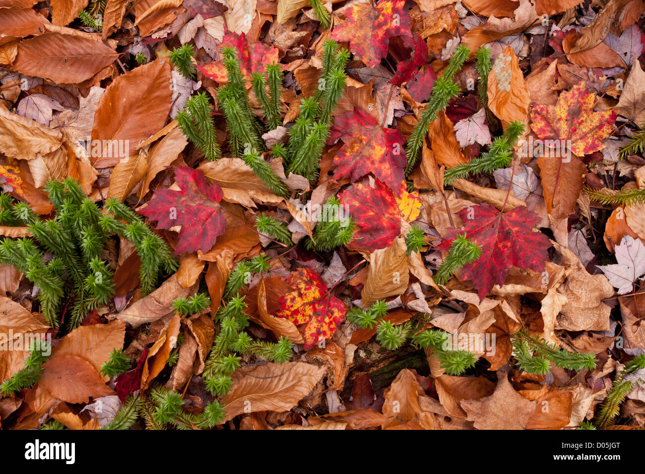 Shining firmoss, Huperzia lucidula, previously known as Lycopodium lucidulum, among leaf-litter in autumn, Adirondack Mountains, Stock Photo