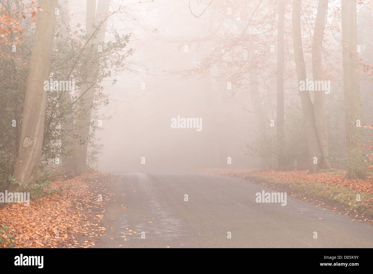 poor visibility due to misty conditions on forest road beech tree and ...