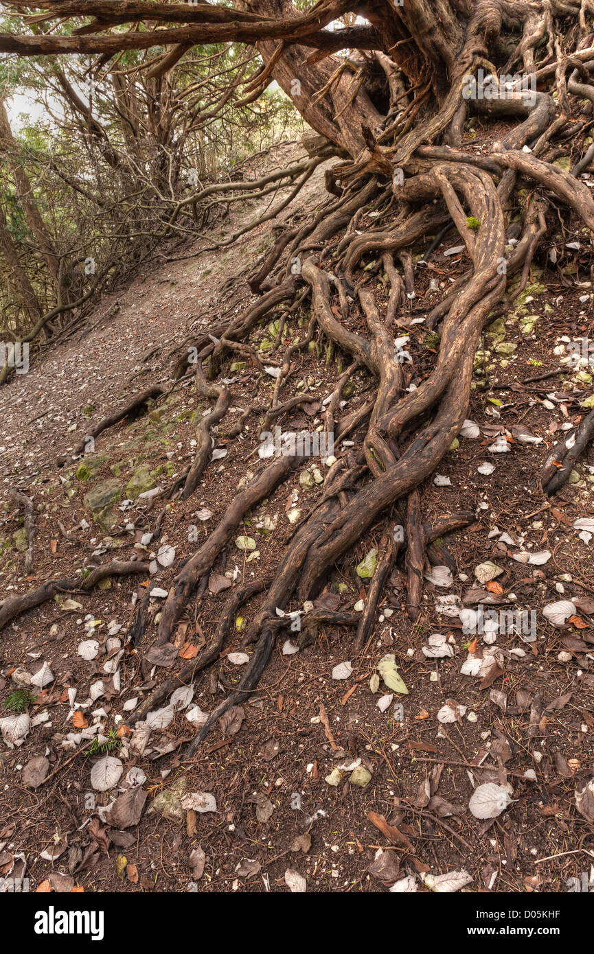 Yew tree roots exposed soil hires stock photography and images Alamy