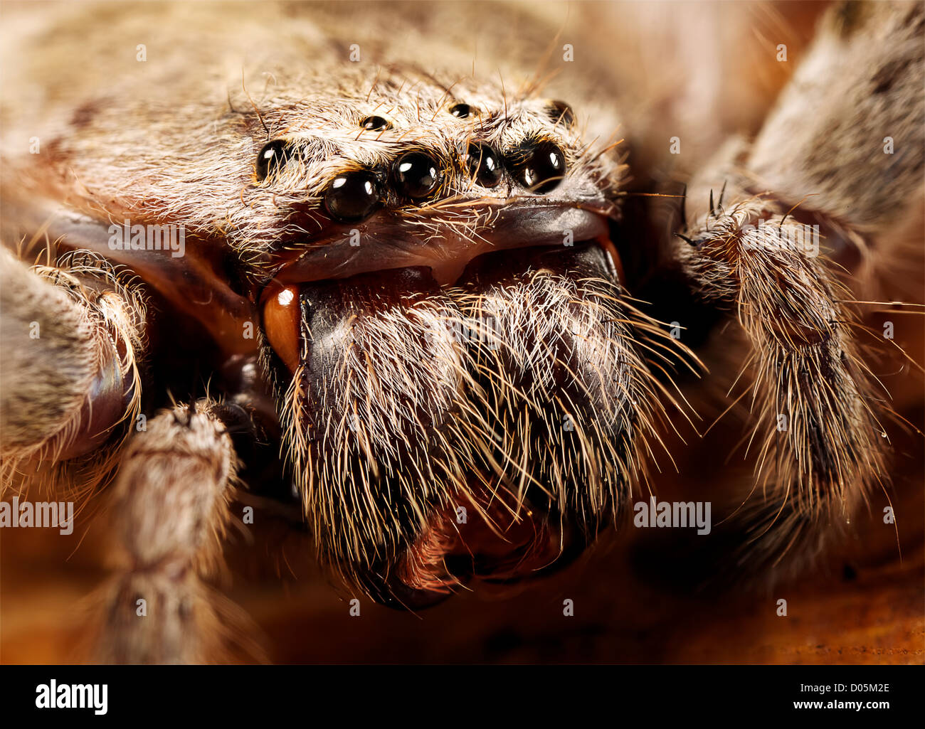 an extreme closeup of a huntsman spider Stock Photo