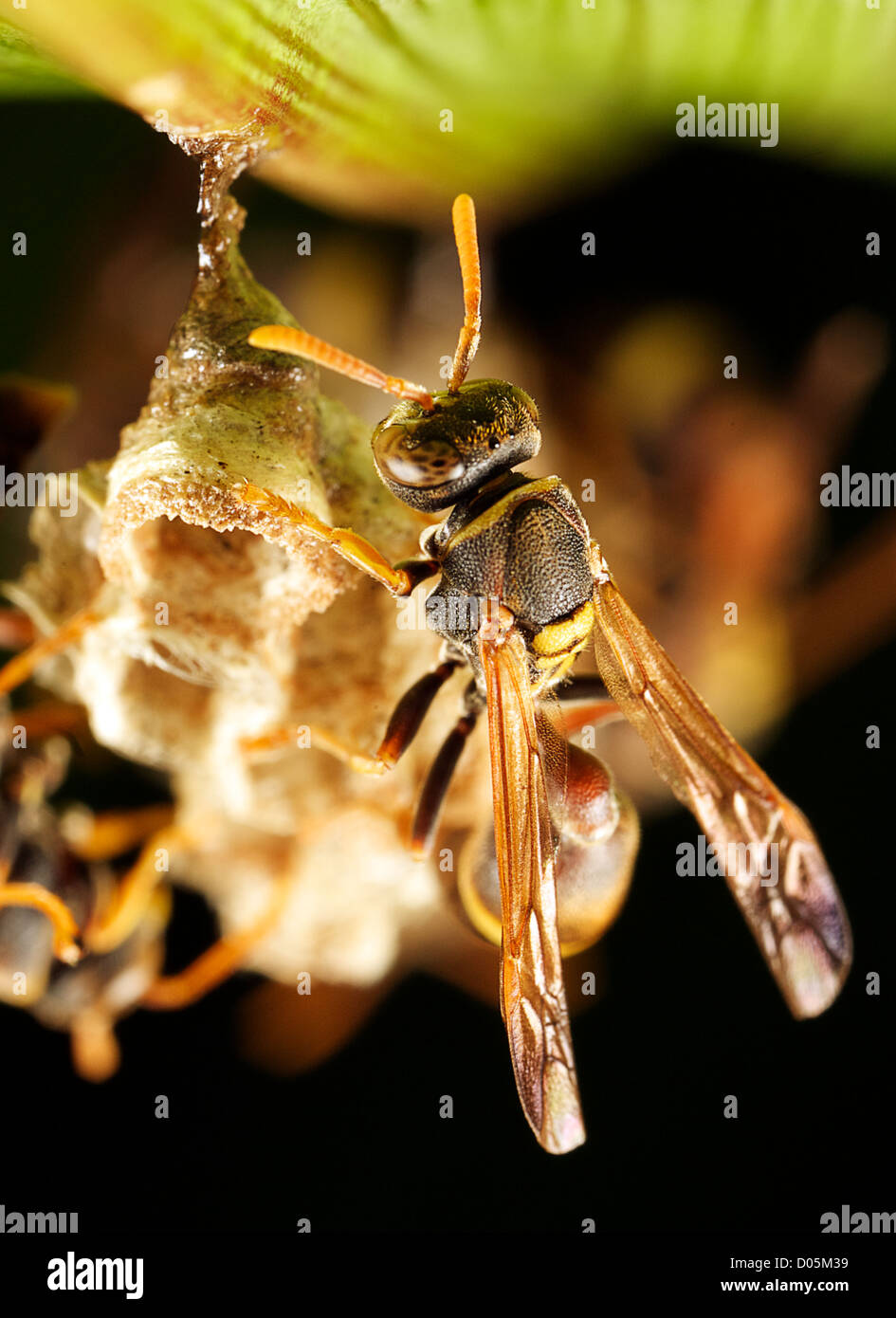 a paper wasp tending a nest under a leaf Stock Photo