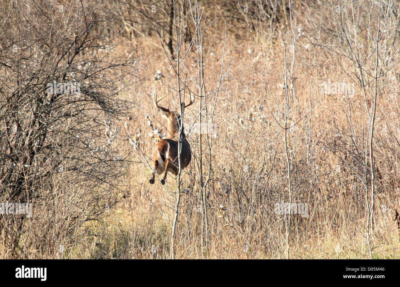 A large whitetail buck bounds away in an overgrown field. Stock Photo