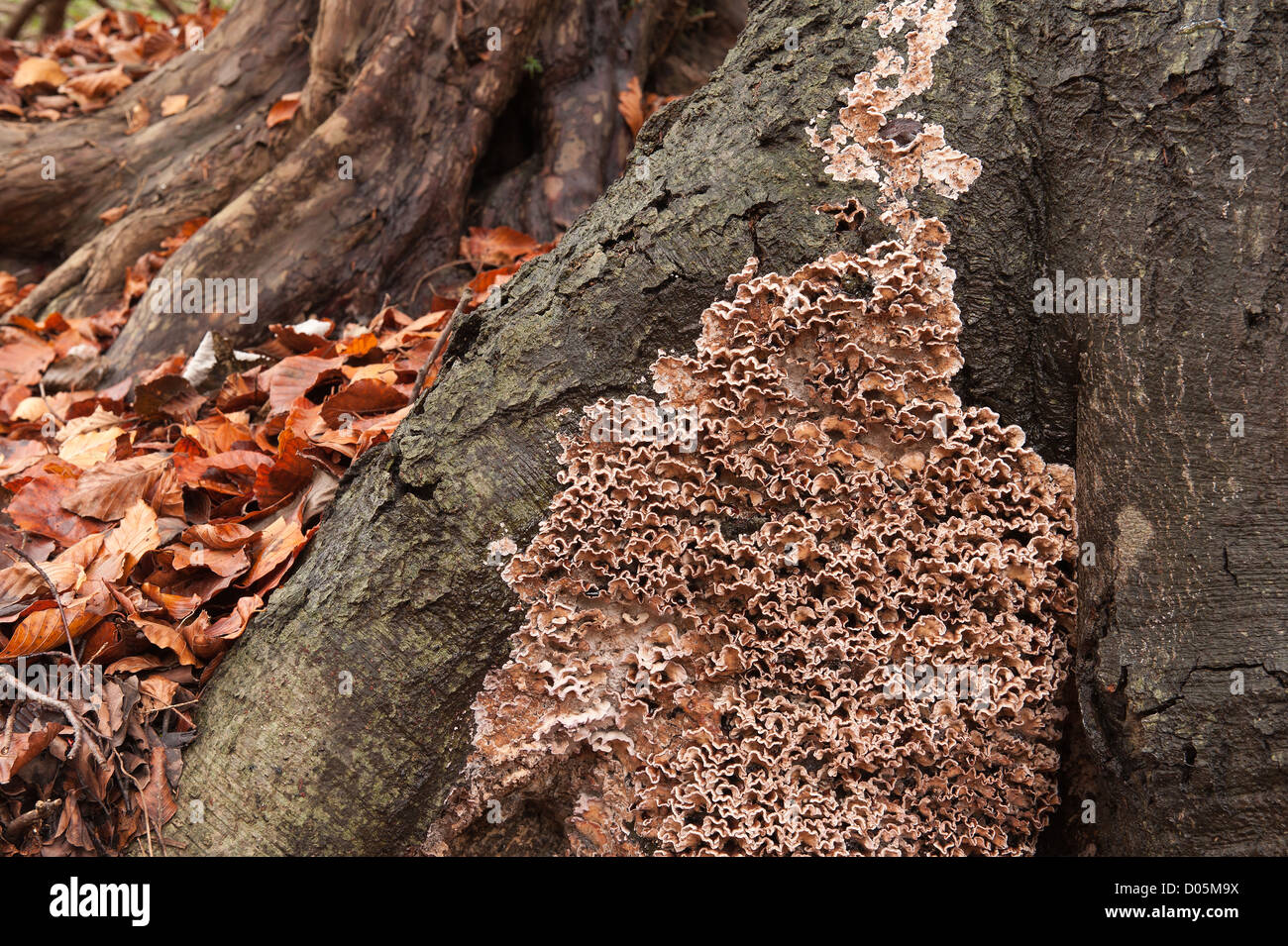 bracket fungus on mature European Common beech at ground level on trunk ultimately leading to rot death on old wood Stock Photo