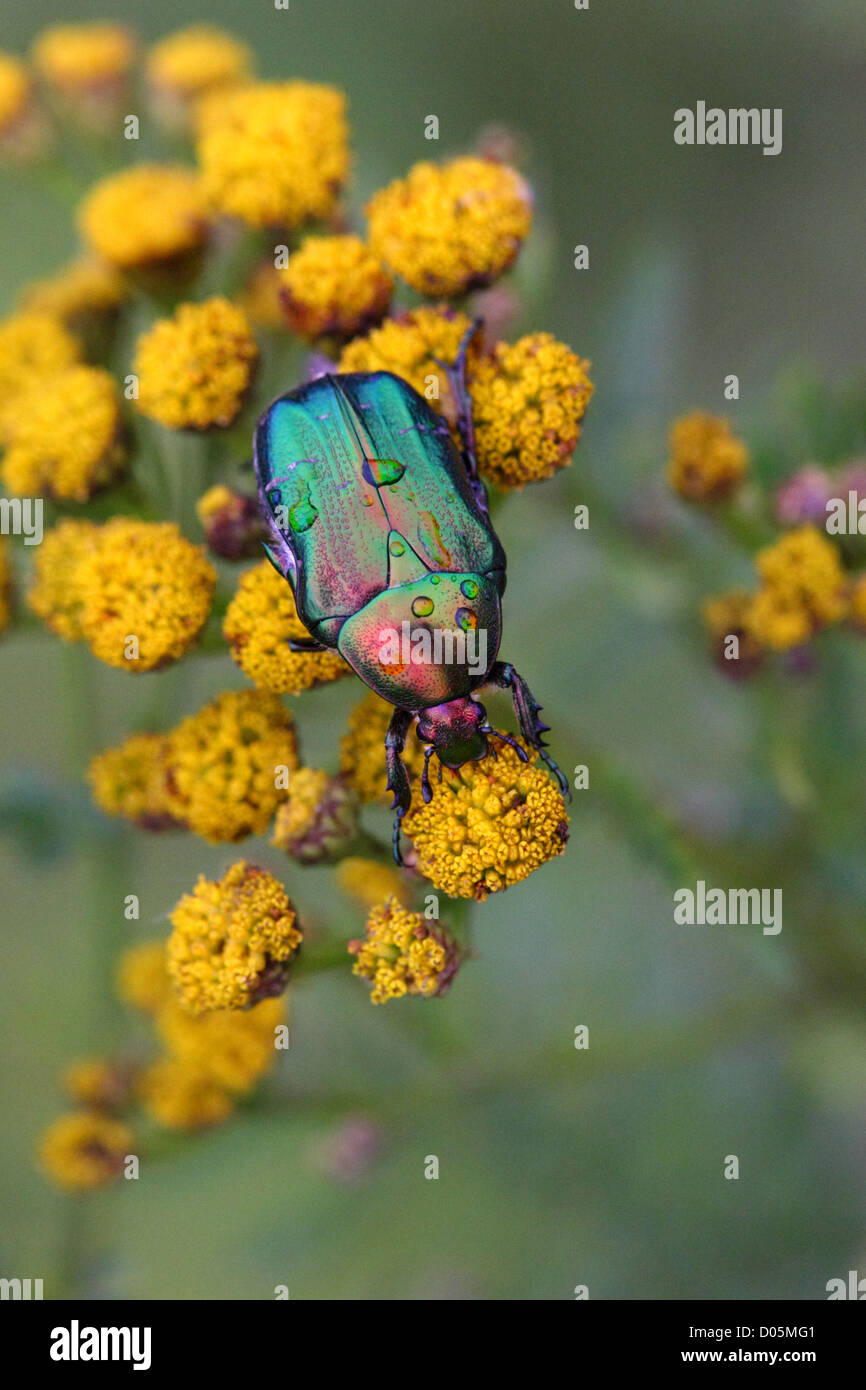 Rose chafer (Cetonia aurata) adult beetle on the flower Stock Photo