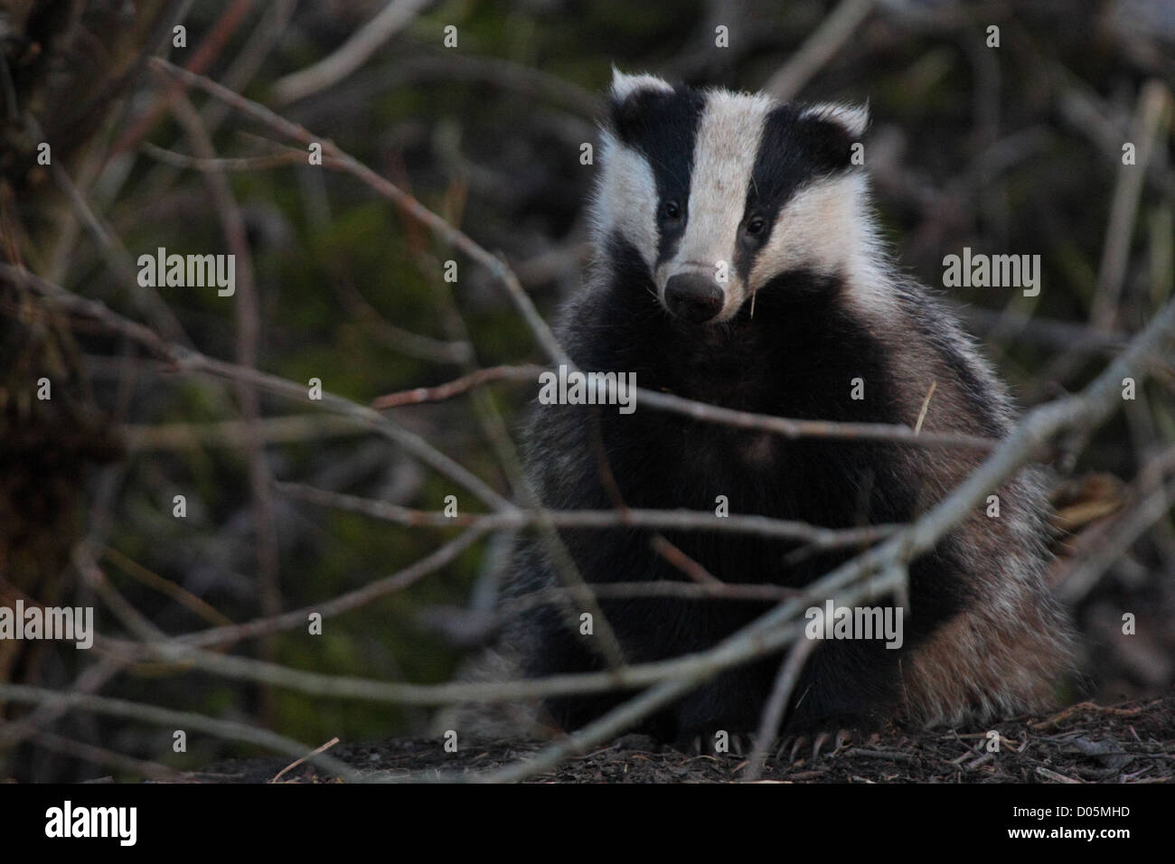 Wild Badger (Meles meles) Stock Photo