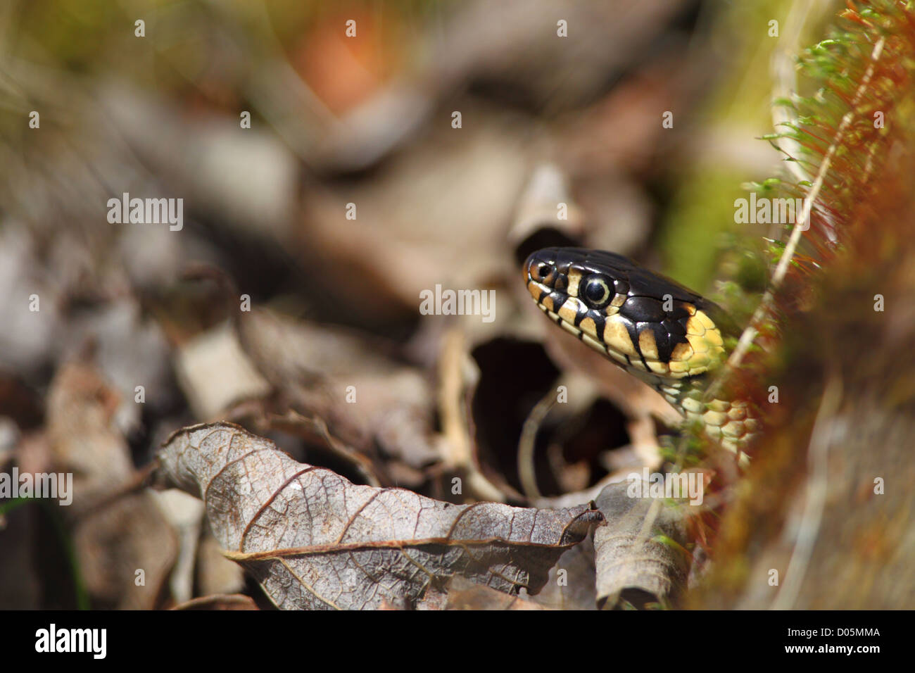 Grass Snake (Natrix natrix) peeking out. Europe, Estonia Stock Photo