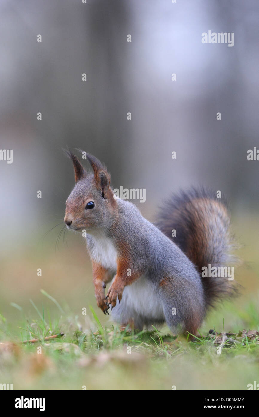 Red squirrel (Sciurus vulgaris) already in winter coat. Autumn. Stock Photo