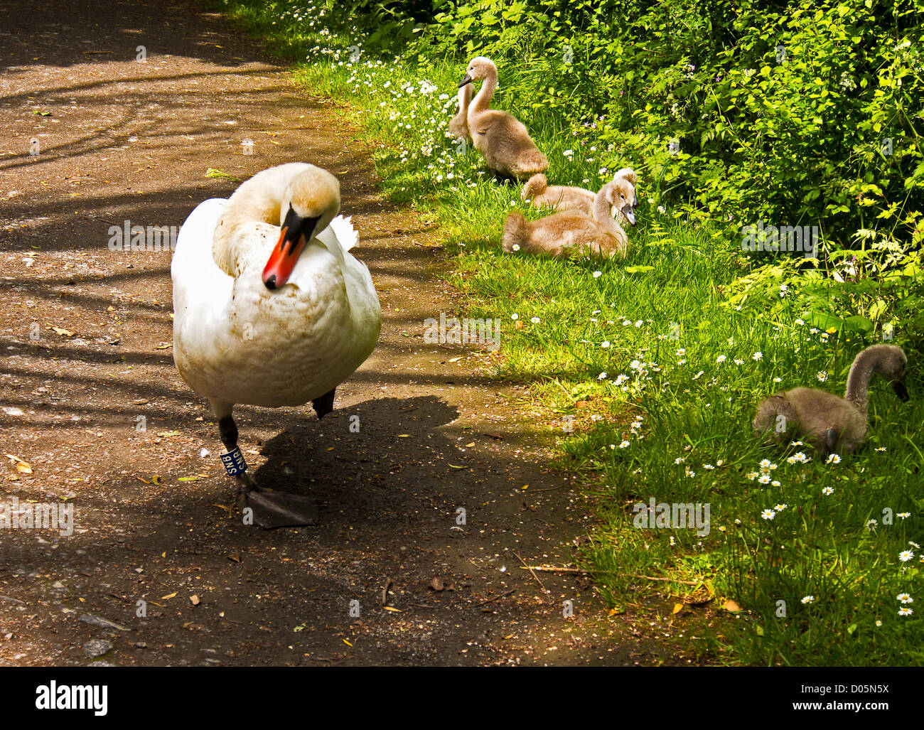 Parent Swan and Signets enjoying the sun at Longton brickworks nature reserve Stock Photo