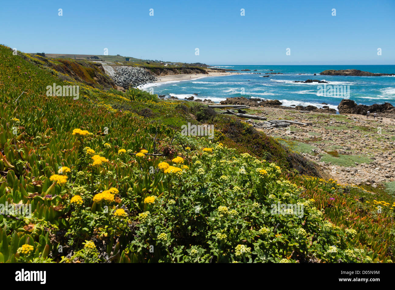California, Pacific Highway from San Francisco to Carmel - roadside stop - Pescadero Beach with wildflower dune environment. Stock Photo