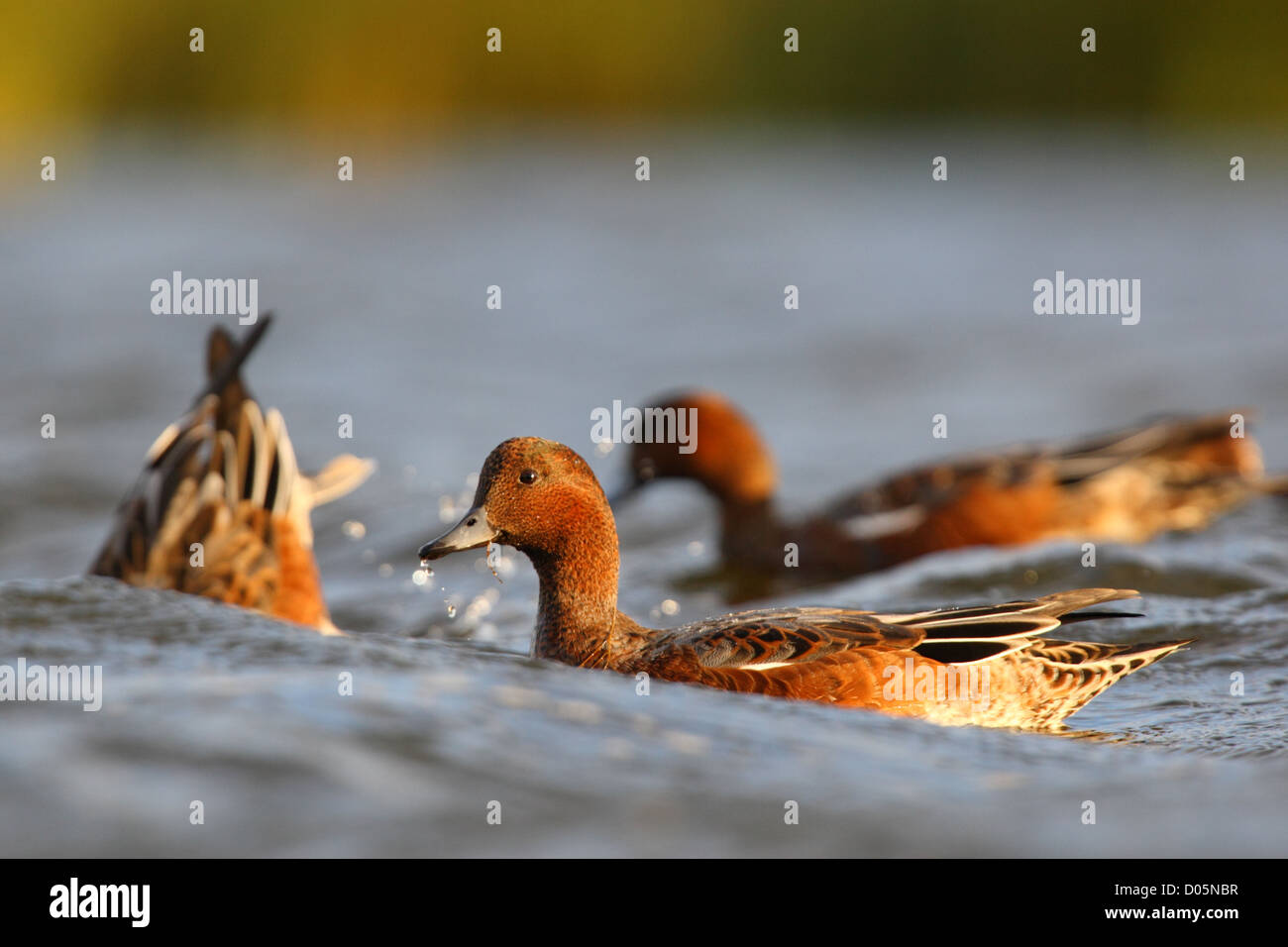 Feeding Wigeon's (Anas penelope), Europe Stock Photo