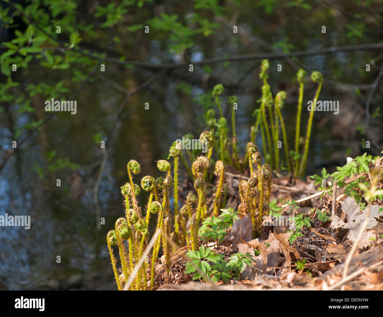 Spring impressions in the forests of Oslo Norway. Fern or bracken on an outcrop, trees with spring leaves reflecting in water Stock Photo