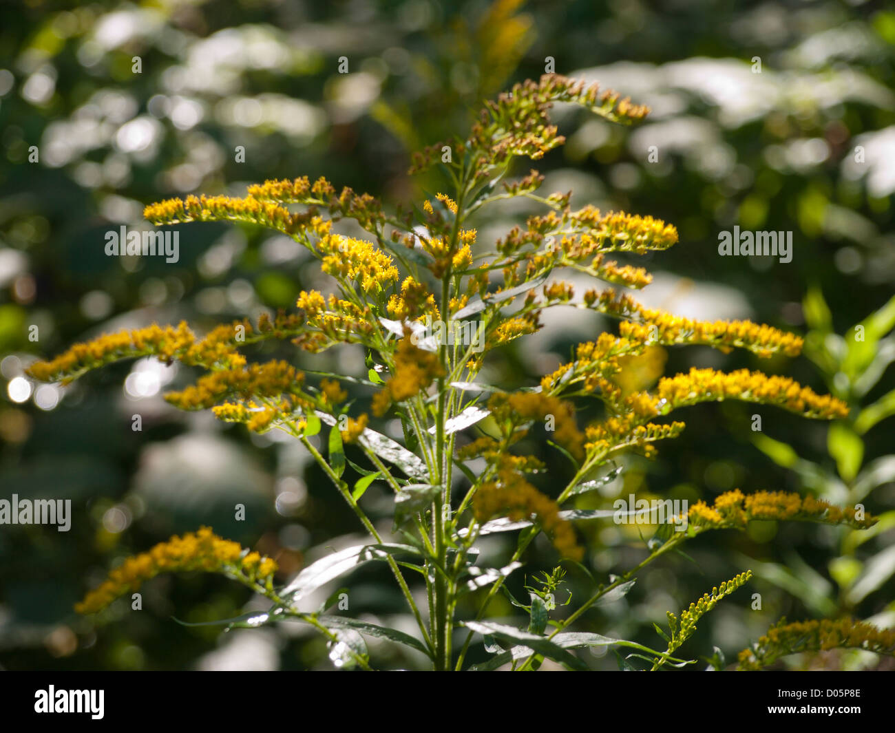 Solidago canadensis Canada golden-rod, Canada goldenrod an invasive species to Norway, but decorative Stock Photo