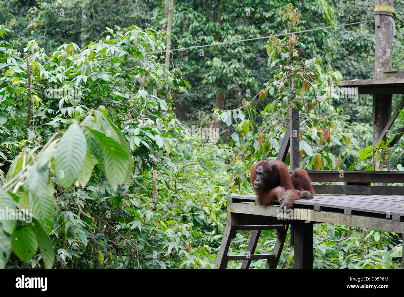 Male Orangutan at Sepilok Orangutan Rehabilitation Centre, Sandakan, Borneo Stock Photo