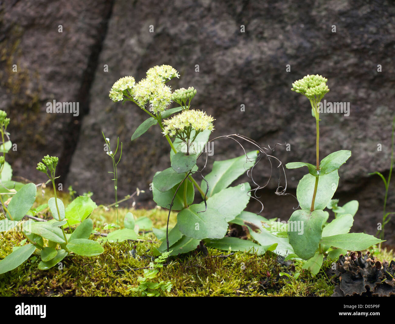 Hylotelephium maximum, formerly sedum family, english name Orphine,or Sedum live forever, on a moss grown ledge in Oslo Norway Stock Photo