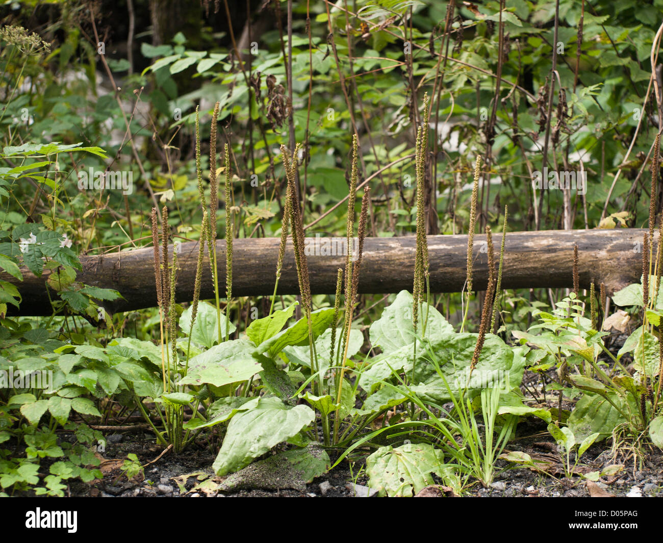 Plantago major, broadleaf plantain, making interesting patterns in the forests surrounding Oslo Norway Stock Photo