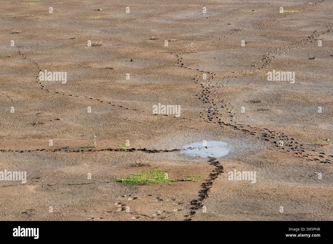 Animal tracks and footprints on a drying out indian lake. Andhra Pradesh, India Stock Photo