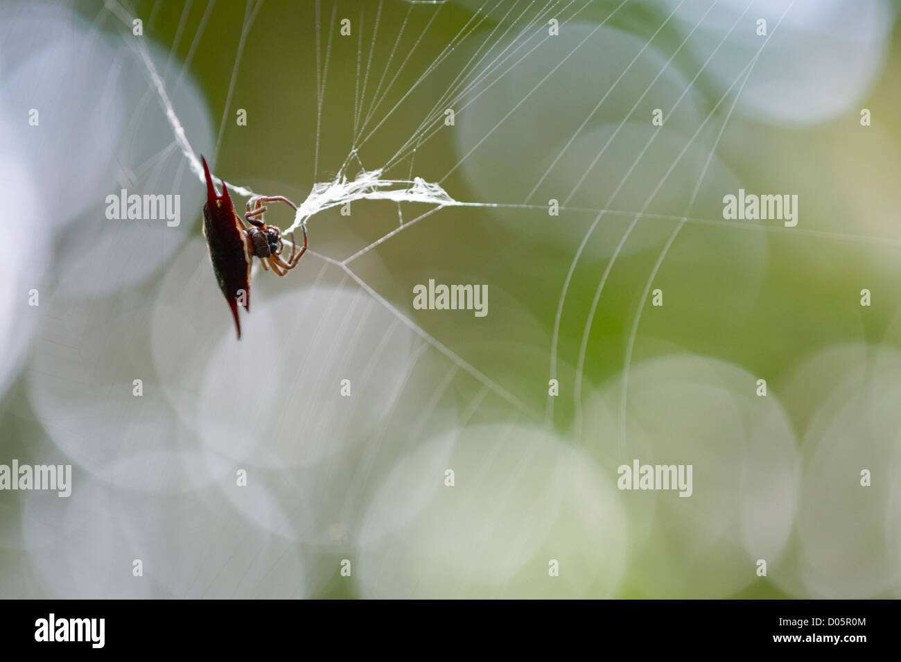 Thorn spider in tropical rainforest, Sandakan, Borneo Stock Photo