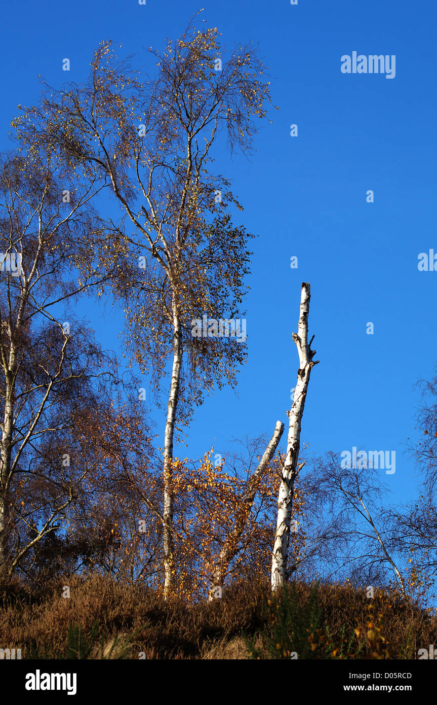 Silver Birch Trees in Autumn, Frensham, UK Stock Photo Alamy