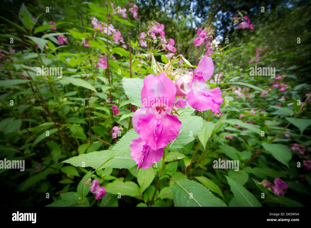 Himalayan Balsam, an invasive weed in the UK Stock Photo