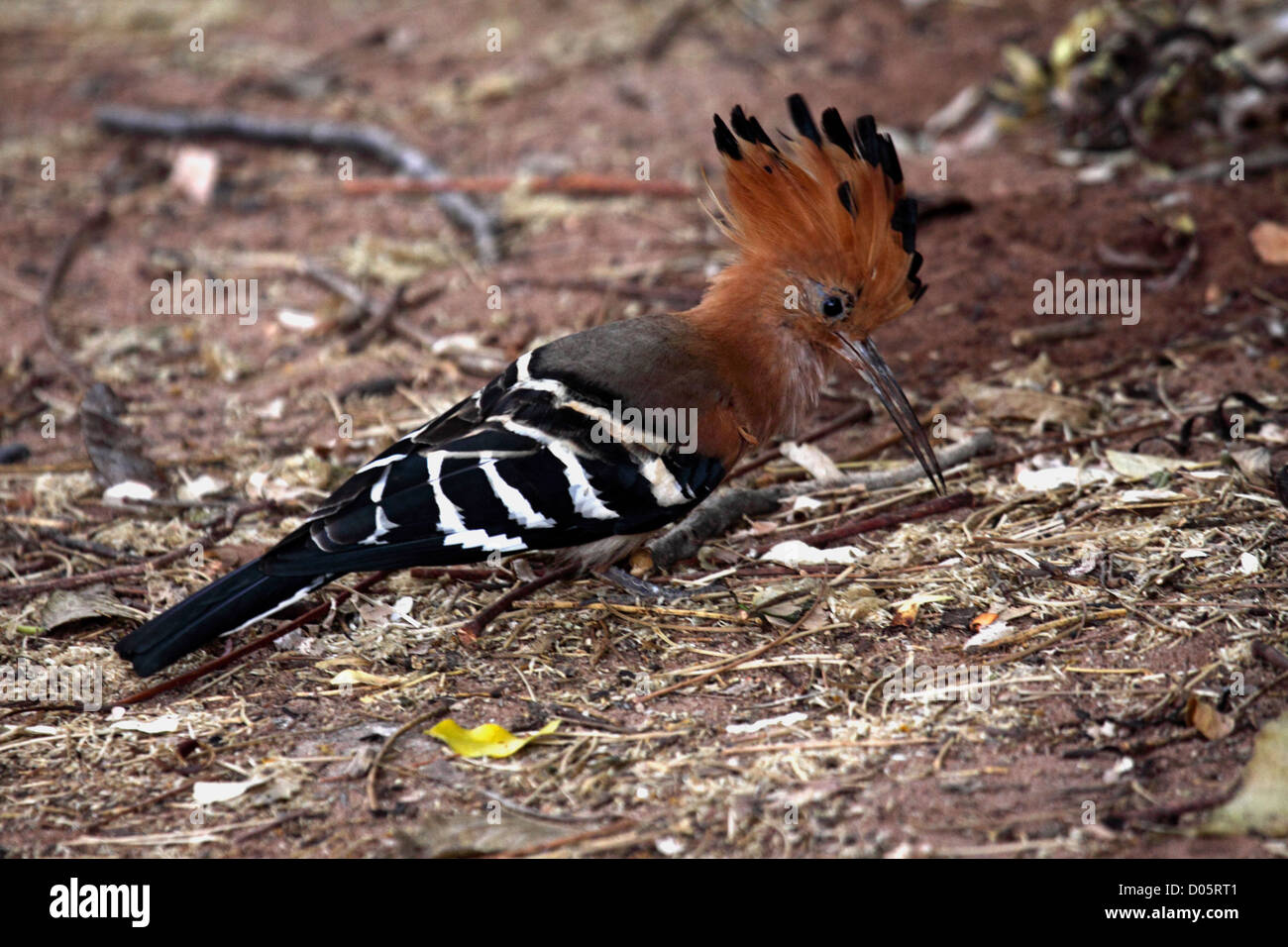 Madagascar hoopoe with raised crest Stock Photo Alamy