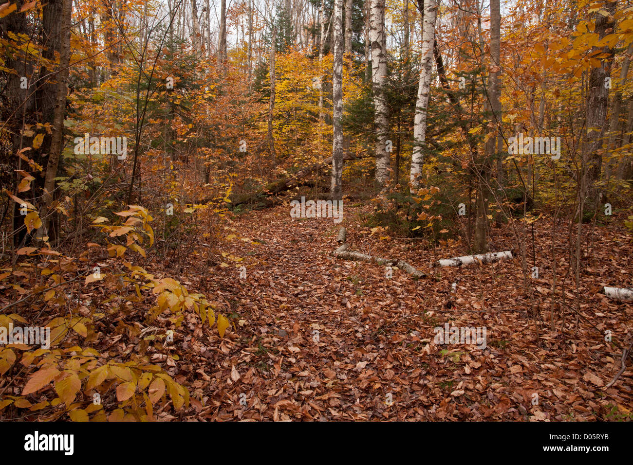 Woodlands in autumn on the Peninsula Nature Trail, Lake Placid, Adirondack Mountains, New York State, USA Stock Photo