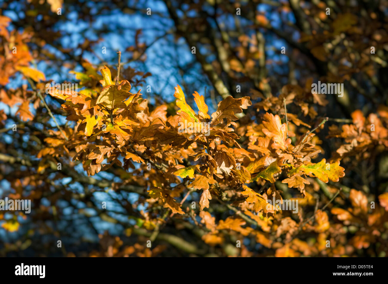 Beautiful sunlit autumn colours of oak tree against blue sky Stock ...