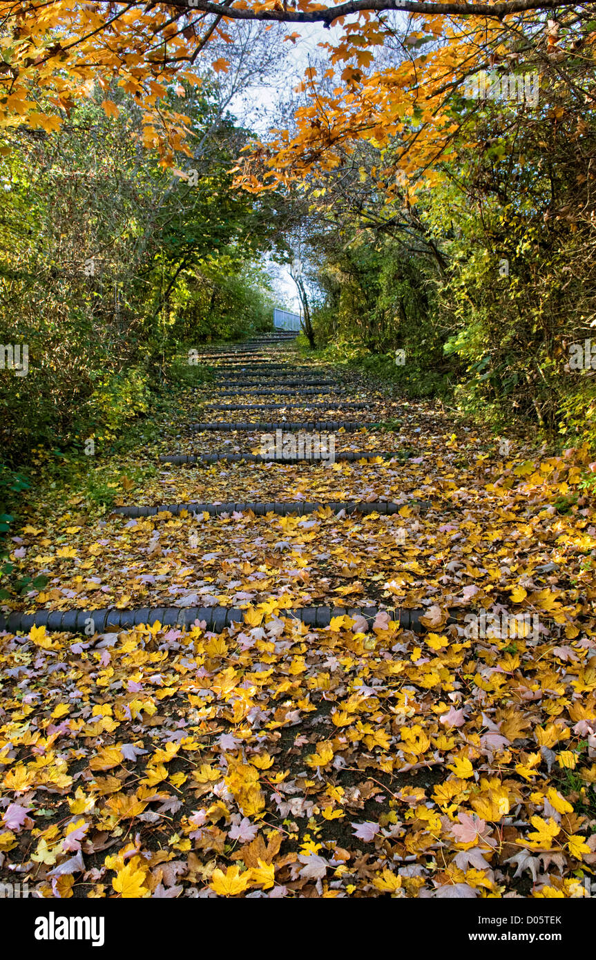 Autumn leaves and colour on steps and path in Bristol on sunny day, UK Stock Photo