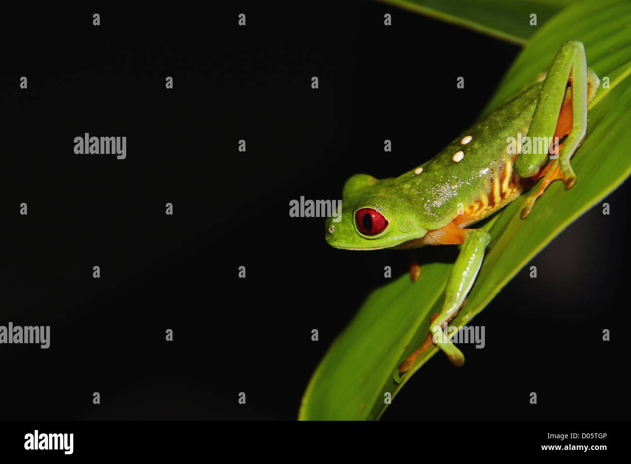 Red-Eyed Tree Frog (Agalychnis callidryas) sitting on a leaf at night in Costa Rica. Stock Photo