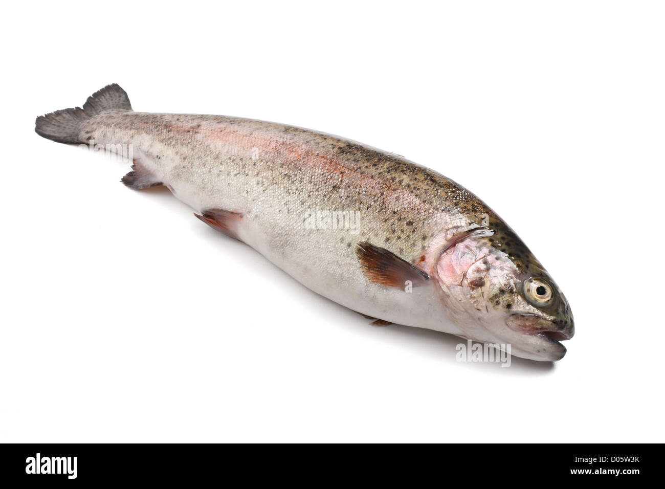 fresh rainbow trout fish over white background Stock Photo