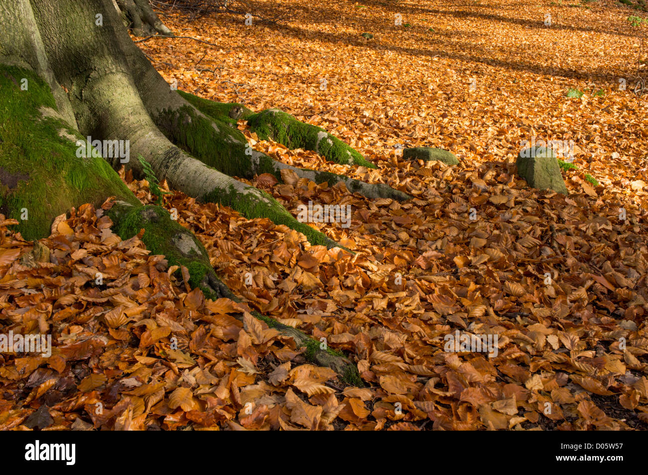 Close-up of trunk & spreading roots of beech tree, forest floor covered in carpet of sunlit brown leaves - Bolton Abbey Estate, Yorkshire, England, UK Stock Photo