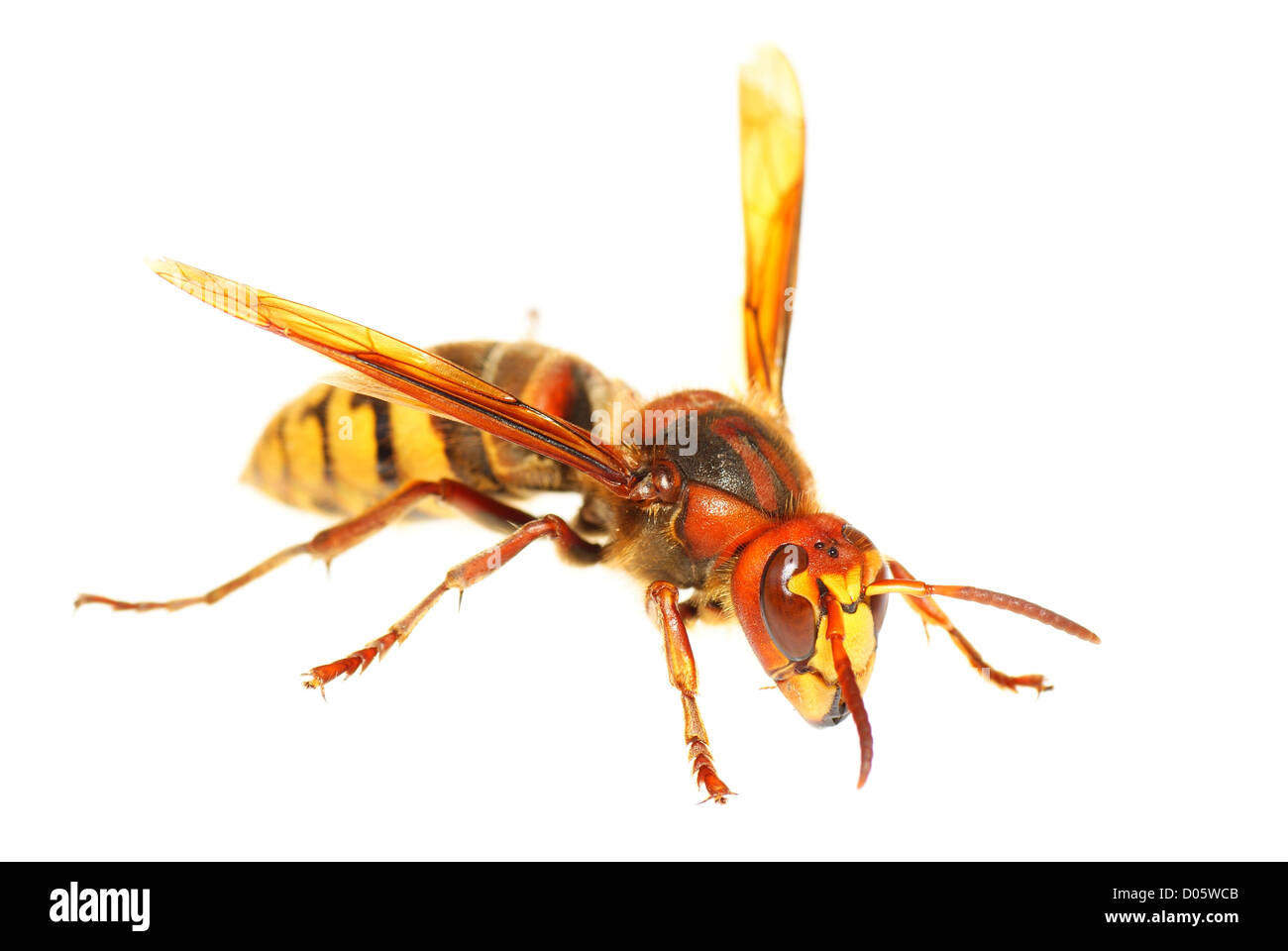 big hornet of stand on white background Stock Photo
