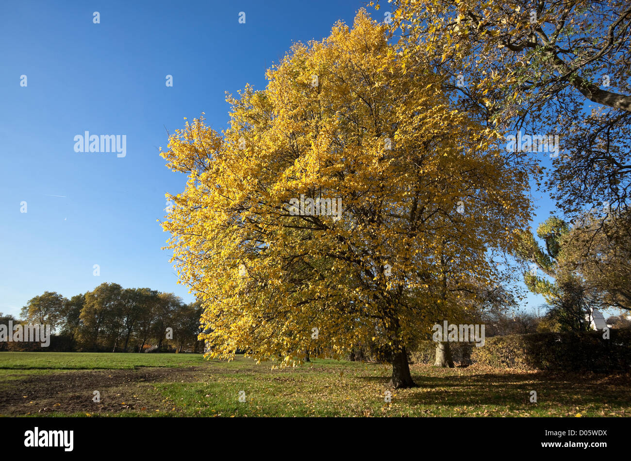 A yellow leafy tree in autumn, Regent's park, London, England, UK. Stock Photo