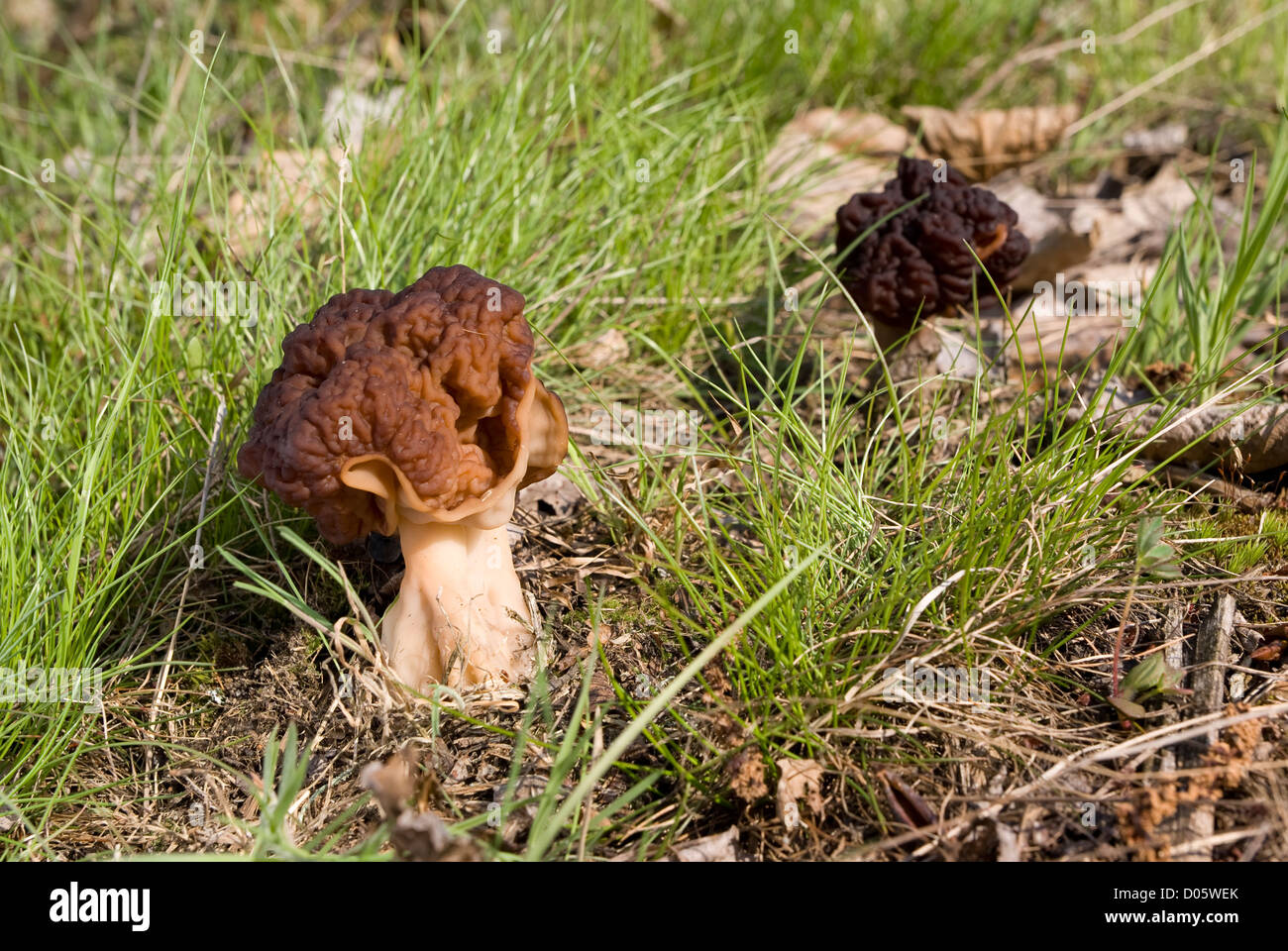 poisonous morel mushroom growing in the forest Stock Photo Alamy
