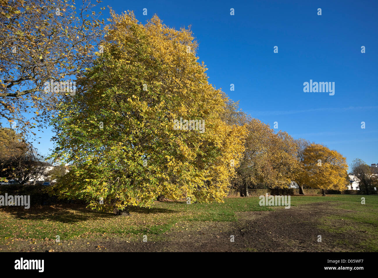Row of leafy trees in autumn, Regent's Park, London, England, UK Stock Photo
