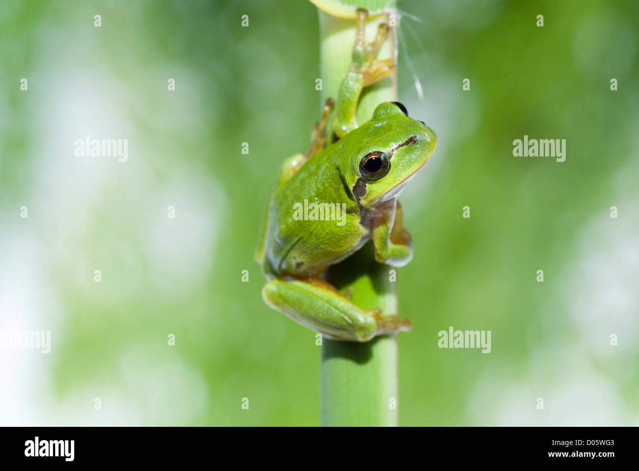 green frog sitting on reed in forest Stock Photo