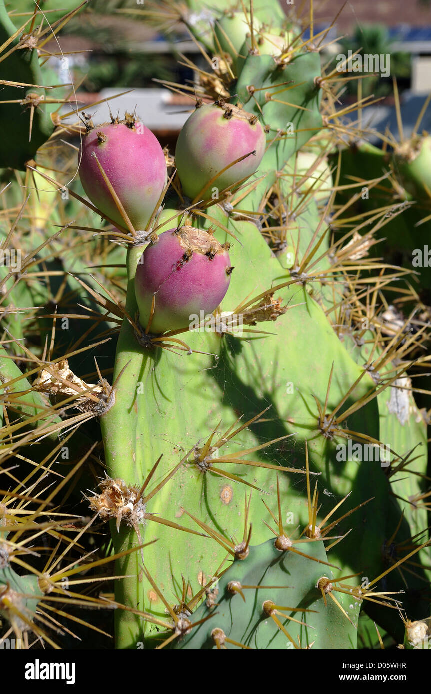 Three prickly pears, opuntia fruits Stock Photo