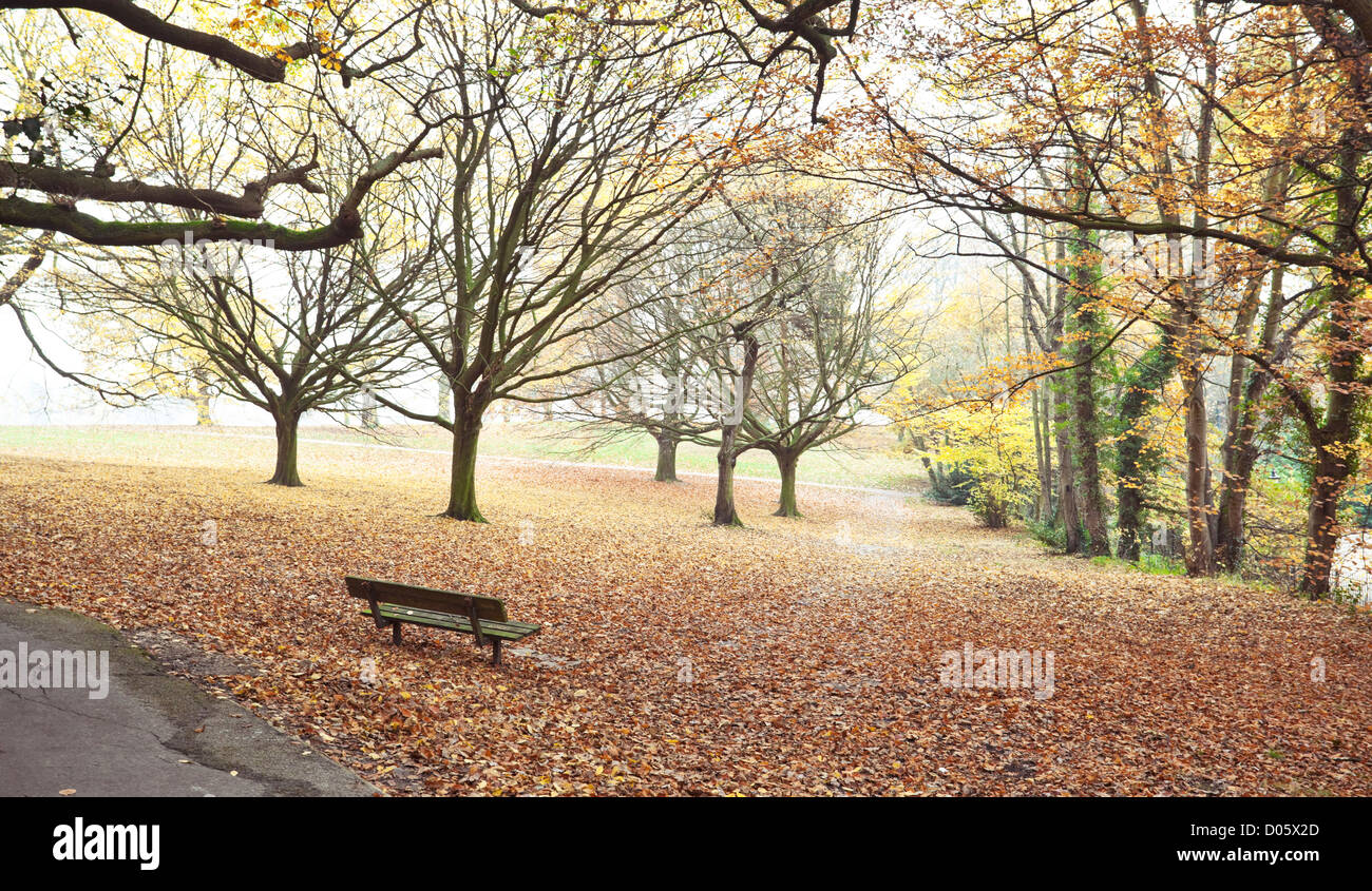 Leafy field in an autumn day, Hampstead Heath, London, England, UK Stock Photo