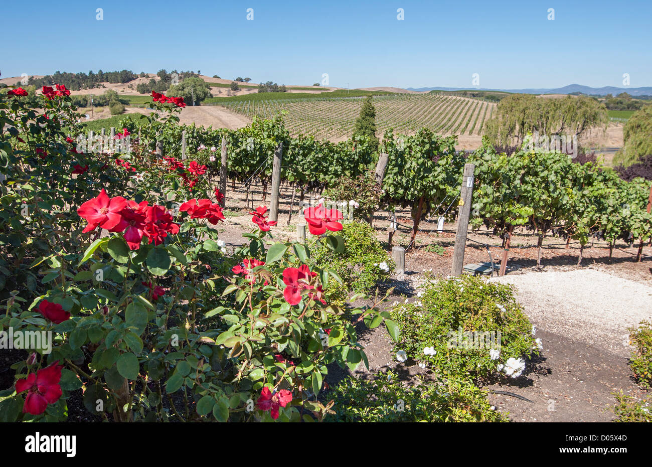 Beautiful view from the Domaine Carneros Winery and Vineyard in Napa Valley. Stock Photo