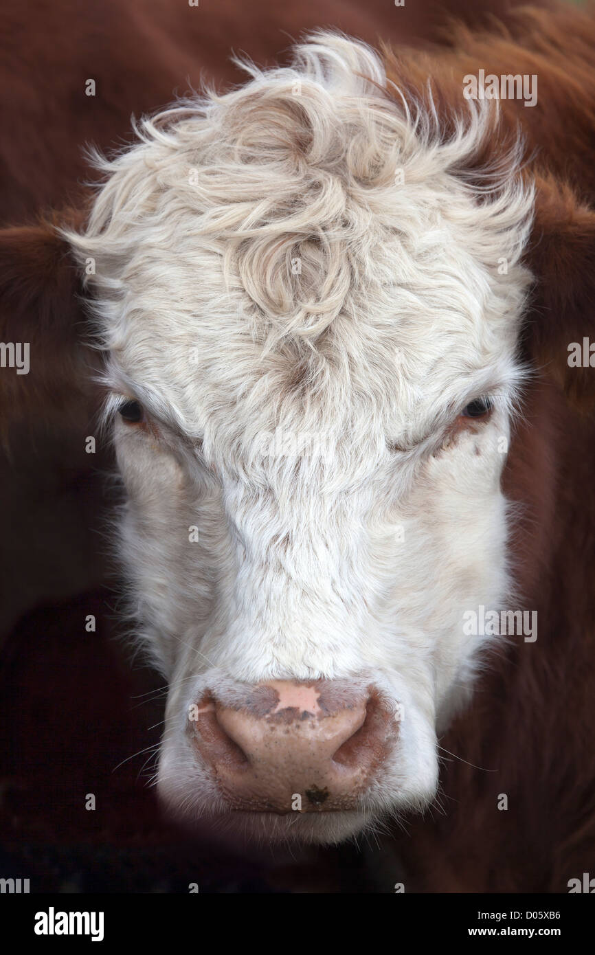 Cows Face Stock Photo