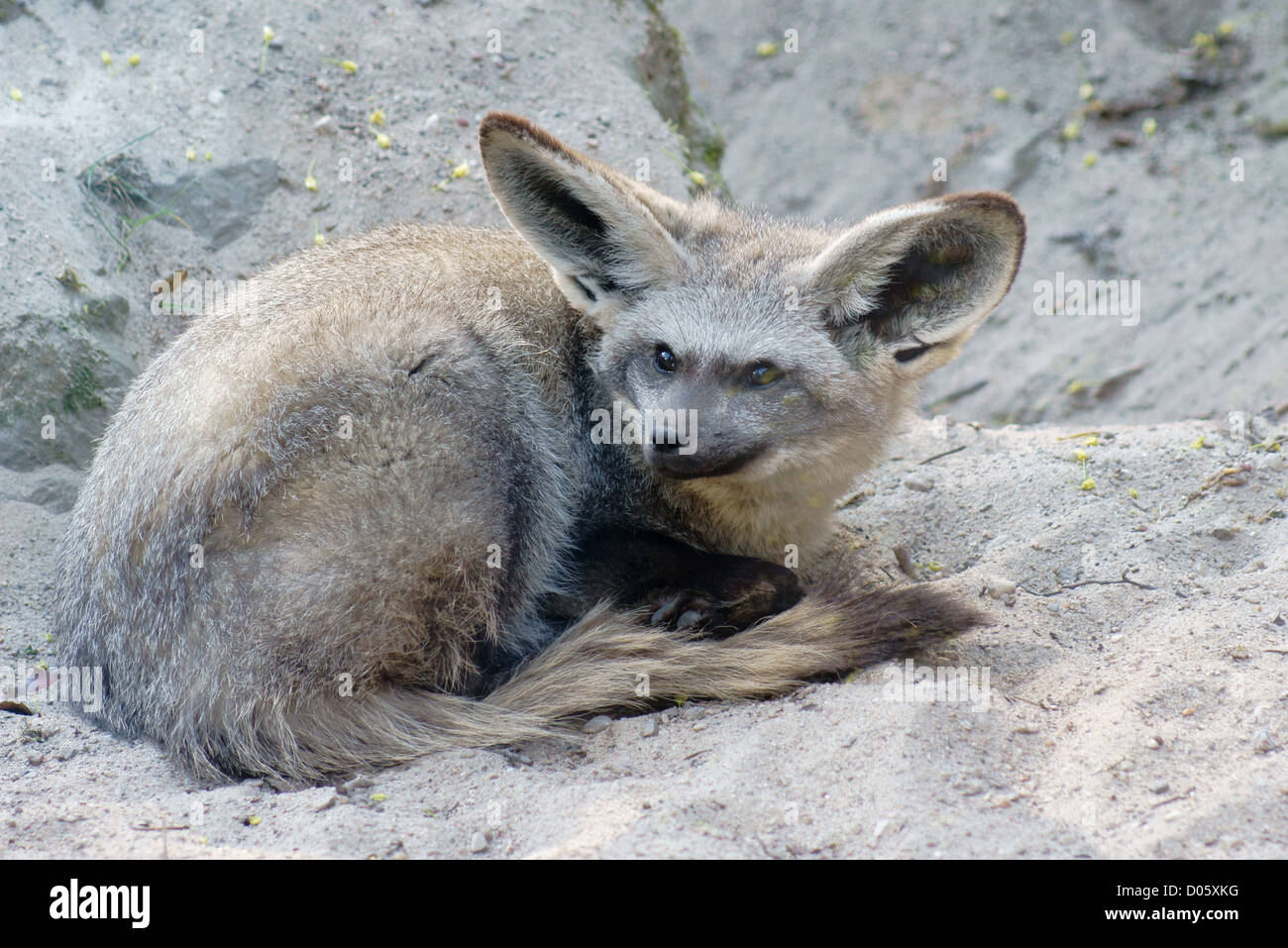 Fennec resting hi-res stock photography and images - Alamy