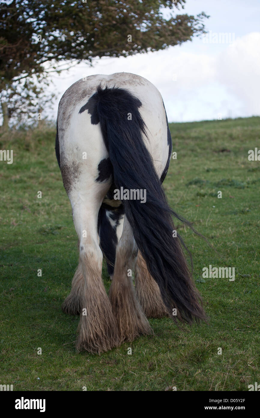 Horses Tail Stock Photo